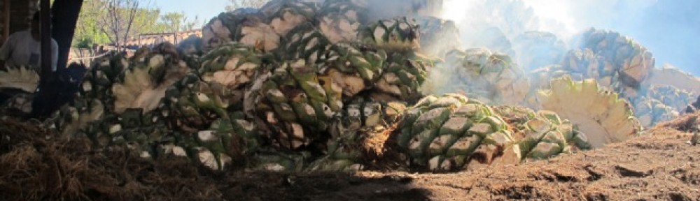 cropped-Agave-roasting.jpg