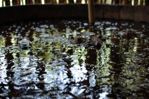 Fermentation Vat