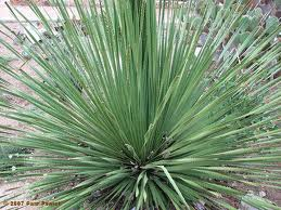 Sotol is made with the Desert Spoon