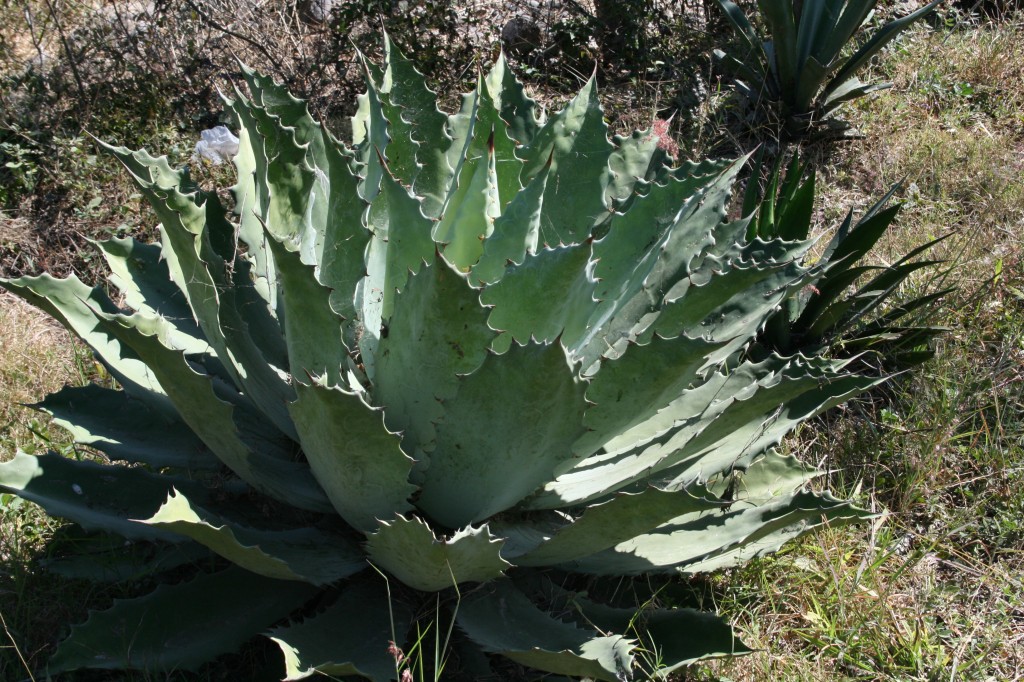 Agave tobala in the wild