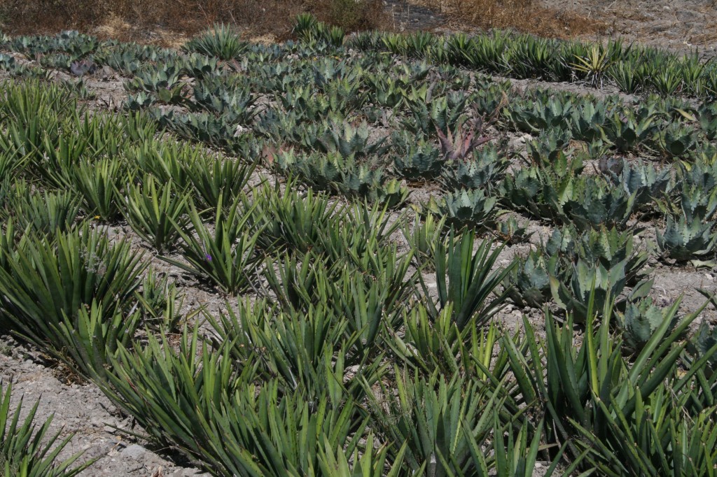 Agaves Silvestres Nursery