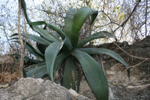 Wild Agave marmorata, varietal tepeztate